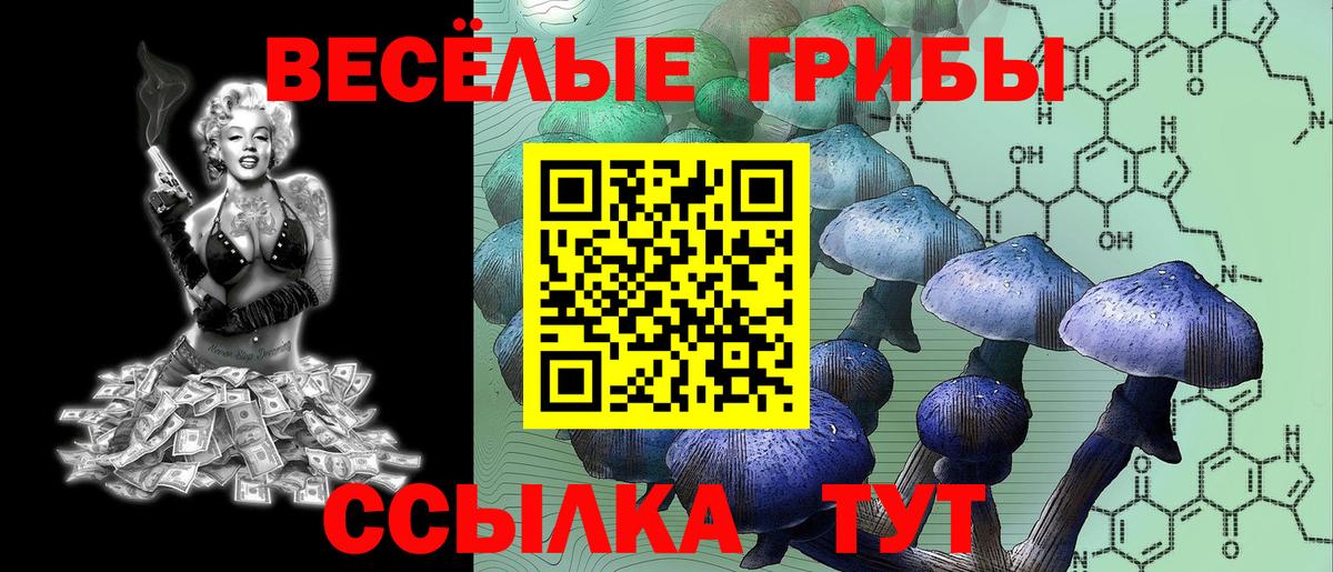 Галлюциногенные грибы Psilocybe Лесосибирск